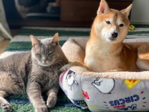 「いぬのきもち」「ねこのきもち」広告は愛犬家・愛猫家に効く！広告出稿で失敗しない戦略